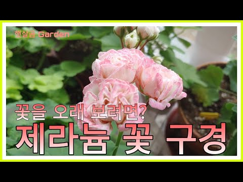 제라늄 꽃 구경ㅣPelargonium flower viewing