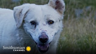 Highly Skilled Romanian Shepherd Dogs Fend Off Wolves 🐾  | Smithsonian Channel