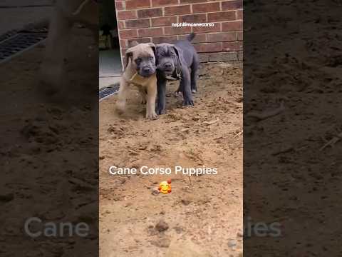 Cane Corso Puppies #canecorso #nephilimcanecorso #italianmastiff  #bluecanecorso #canecorsopuppies