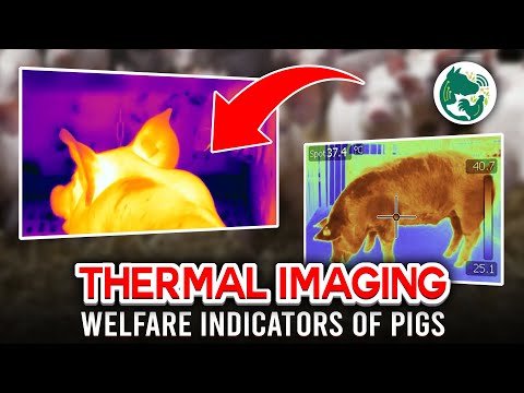 Welfare Indicators of Pigs -  Thermal Imaging