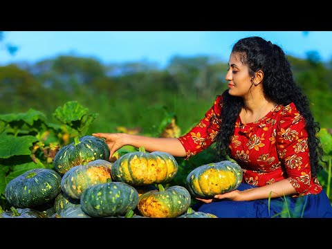 Floury Pumpkin Delights 🌱 Harvesting, Cooking, and Enjoying Sri Lankan Pumpkin Dishes with Family