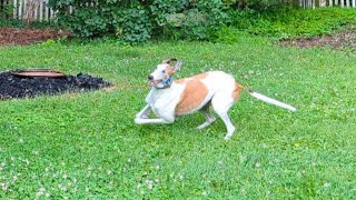 Adopted greyhound's first time in new backyard... he celebrates with zoomies!