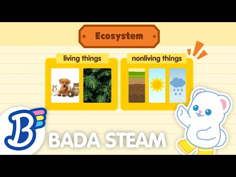 🌟(NEW!) STEAM Lesson | Ecosystems