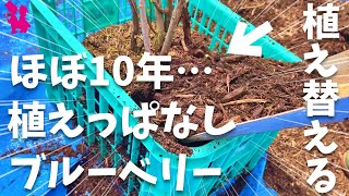 【これが答え】鉢で約10年経ったブルーベリーをコンテナに植え替える