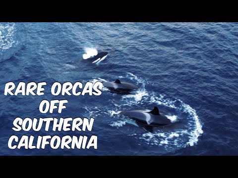 Orcas | Rare Southern California Sighting