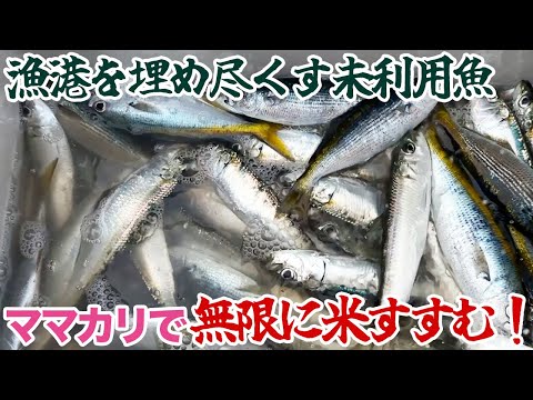 漁港を埋め尽くす未利用魚の“ママカリ”で無限に米すすむ！