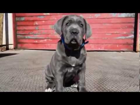 Italian Mastiff