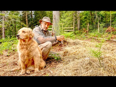 Potatoes Grown in the Forest June Update, Permaculture Food Forest, Keep the Ground Covered