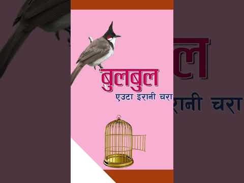 #bulbul #nepalichhapro #achyutghimirebulbul #gazalprogram #gazal #nepalisahitya #nepaligazal #shorts