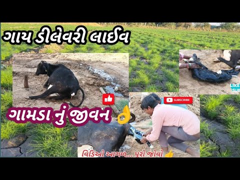 Villagelife gay dilevary || gamdu farminglife || ગાય બચ્ચા નો જન્મદિવસ ||farm #farming