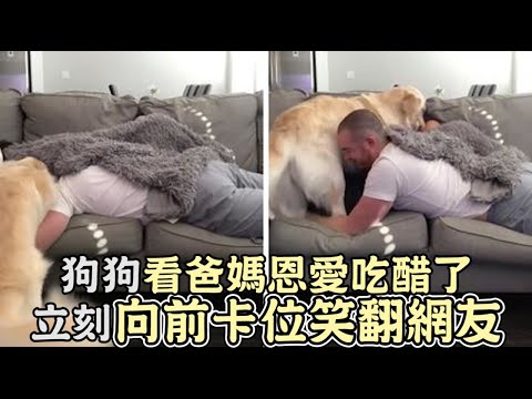 狗狗看到爸媽甜蜜恩愛吃醋了,立刻向前卡位笑翻網友!｜寵物｜狗狗｜搞笑｜可愛｜狗｜爆笑