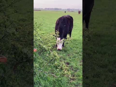 Cow 🐮 Sound.. #cowsound Video by David C Murray from Pexels