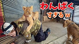 ワンパクなこどもライオンたちが面白すぎる！