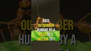 Ants: The Mighty Million-to-One Majority 🐜🌍 #youtubeshorts #animalfascination #fascinatingfacts