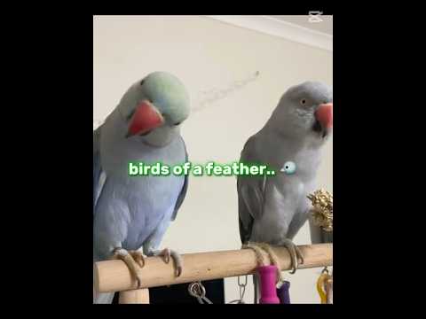 🐦#birdshorts #shorts #parrotshorts #birdshorts #birdlovers_bestpets