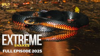 Extreme Snakes, Australia | Full episode | Nature documentary