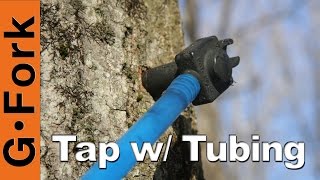 Maple Tree Tapping with Tubing & Pails - GardenFork