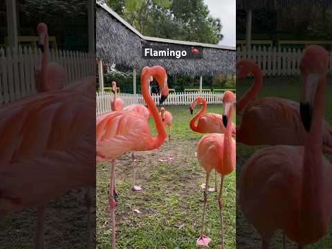 Meet the national bird of Bahamas 🦩#bahamas #islandgirl