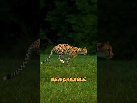 Fastest animals on earth #shorts