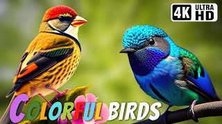 The Most Colorful Birds in the World | Breathtaking Nature & Wonderful Birds Songs | Stress Relief