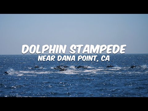 Dana Point Dolphin Stampede