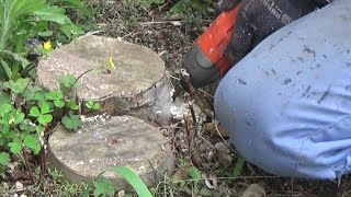 切り株を除草剤で枯らす