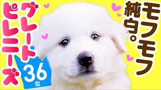 ❤️人気36位【グレート・ピレニーズってどんな犬？】子犬の価格や性格、寿命、飼いやすさは？ カワイイ動画でチェック！