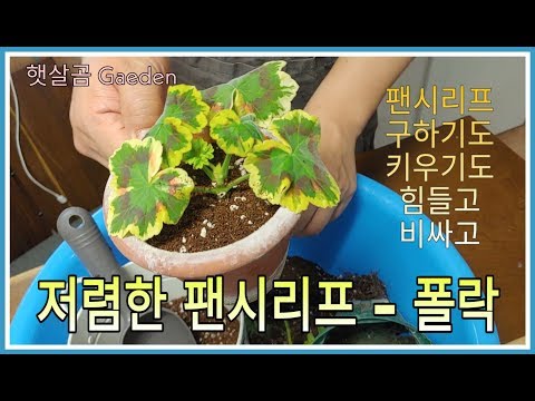 저렴한 팬시리프 - 폴락ㅣPollock - Cheap Fancy leaved Pelargonium