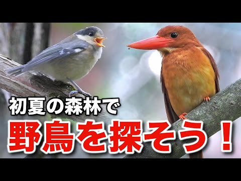 感動の親子愛！アカショウビンと野鳥の営みを観察しよう！