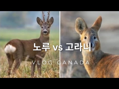 [Vlog Canada]캐나다에는 고라니와 까치가 안보이는 걸까? 평범한 일상 정리하기 넷플릭스