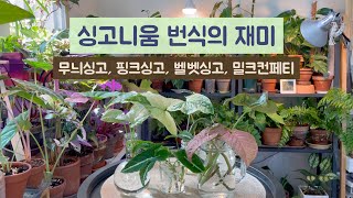 싱고니움 번식, 식물 삽수만드는 재미들리면 계속 가위를 들게 됩니다