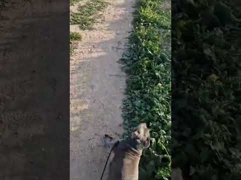 Staffordshire Bull Terrier Meets A Real Bull