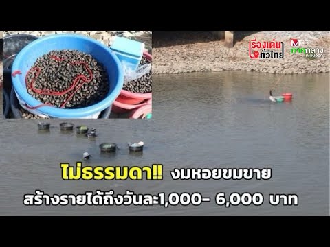 ไม่ธรรมดา!! งมหอยขมขายสร้างรายได้วันละ 1,000 - 6,000 บาท : เรื่องเด่นทั่วไทย