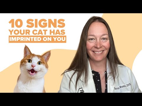 10 Signs Your Cat Has Imprinted On You (Vet Approved)