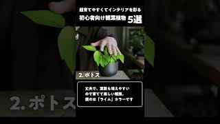 「超」育てやすい初心者向け観葉植物5選