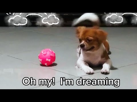 Oh my! It is only a dream #shihtzu