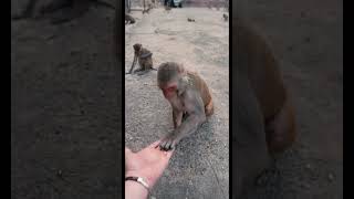 Feeding monkeys in India  #travel #india #travelindia