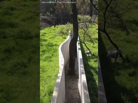 A safe shelter hidden in mountains #creative #garden #forest #unique #housetour #houses #mexico