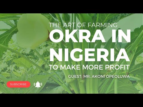 The Art Of Farming Okra In Nigeria To Make More Profit