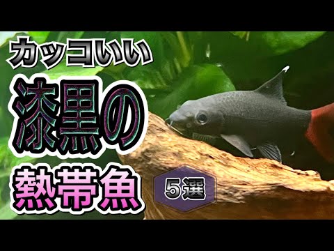 【抜群のカッコよさ】漆黒の体色をもつ熱帯魚5選【淡水魚 アクアリウム】