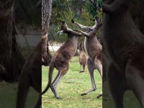 Funny kangaroos fight #animals #naturediscovery #cute #shorts#viralshorts#funny