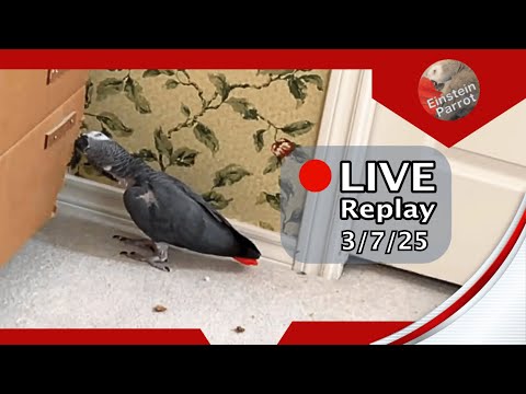 Einstein Parrot Live 3/7/25