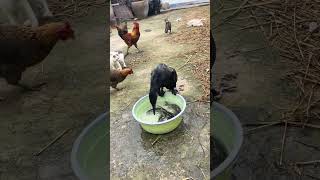 great cormorant eats the whole fish instantly