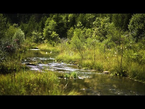 Soothing Rain Falling over the Stream that flows Quietly near the Mountain Forest - 10 Hours