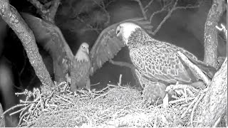 NEFL Eagles ~Intruder Lands On Nest! Gabby Alerts & Beau Arrives! Beau's Diverted 🐟 Delivery 1.16.25