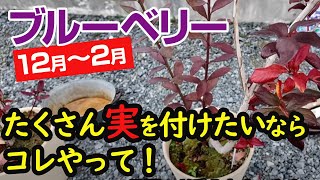 【ブルーベリー育て方】冬の間にやっておくこと「肥料」「土壌改良」