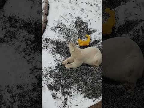 「雪は食べ物」なモモ #男鹿水族館GAO #ホッキョクグマ