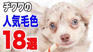 【飼い主必見】チワワの人気毛色18選＜完全版＞