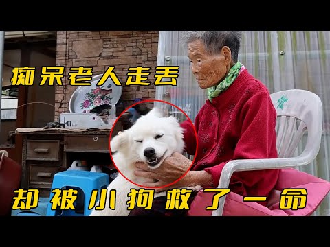 狗狗冒雨守護主人40小時，用體溫幫93歲阿嫲取暖，老人獲救後淚崩