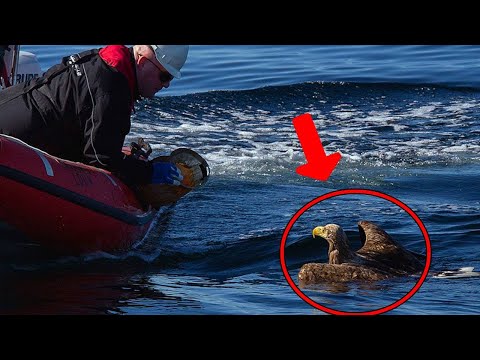 Man Saved A Drowning Eagle From Death, You Won't Believe How He Thanks His Favor!